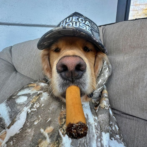 Wise Dog 1